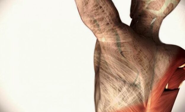 La Fascia_andrzej pilat_fissioterapia